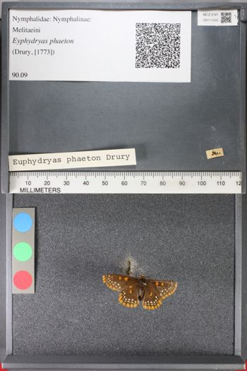 Media type: image;   Entomology 111555